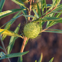 gomphocarpus_physocarpus3md