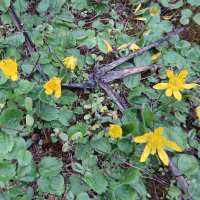 Ranunculus bullatus (Renoncule boursouflée)