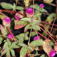 gomphrena_globosa4md