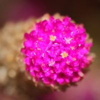 gomphrena_globosa5md