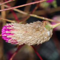 gomphrena_globosa6md