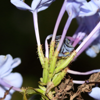 plumbago_auriculata5md