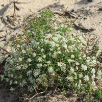 crithmum_maritimum13bd (Crithmum maritimum)