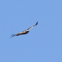 Aquila adalberti (Aigle ibérique)