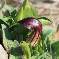 arisarum_vulgare4bd (Arisarum vulgare)