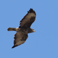 buse_variable_-_buteo_buteo9md