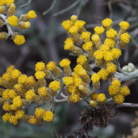 helichrysum_italicum_serotinum2md