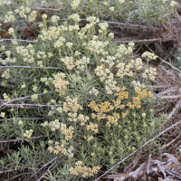 helichrysum_italicum_serotinum3bd