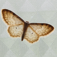 idaea_fuscovenosa2md