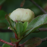 exobasidium_rhododendri_galle5md