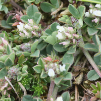 Trifolium scabrum (Trèfle scabre)