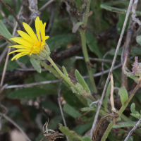 calendula_suffruticosa2md