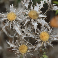 Carlina hispanica (Carline en corymbe)