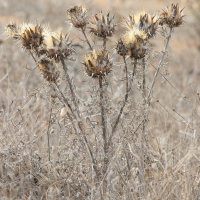 cynara_cardunculus10bd (Cynara cardunculus)