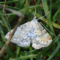 elophila_nymphaeata4md (Elophila nymphaeata)