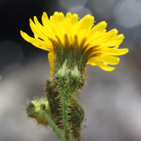 sonchus_arvensis7md