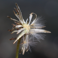 sonchus_arvensis8md