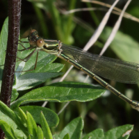 chalcolestes_viridis7md (Chalcolestes viridis)