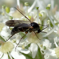 Greenomyia mongolica (Mouche, Moucheron)