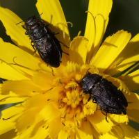 anthaxia_helvetica2md (Anthaxia helvetica)