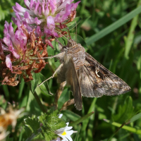 autographa_gamma6md (Autographa gamma)