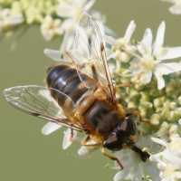 eristalis_pertinax6bd (Eristalis pertinax)