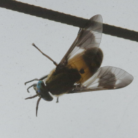 Chrysops viduatus (Taon)