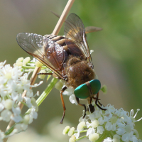 Hybomitra montana (Taon)