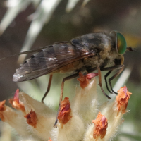 hybomitra_montana2md