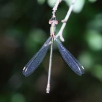 chalcolestes_viridis8md (Chalcolestes viridis)