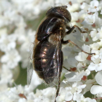 eristalinus_sepulchralis2md (Eristalinus sepulchralis)