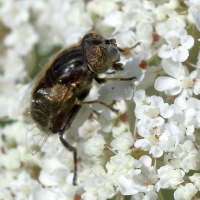 eristalinus_sepulchralis3md (Eristalinus sepulchralis)