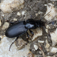 pterostichus_niger4md