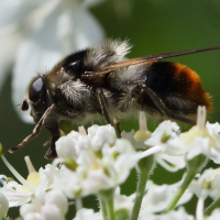 cheilosia_illustrata5md (Cheilosia illustrata)