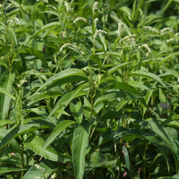 persicaria_lapathifolia4md