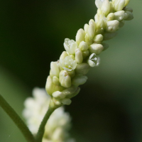 persicaria_lapathifolia5md