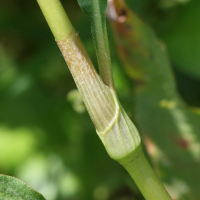 persicaria_lapathifolia6md