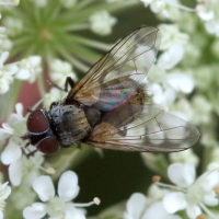 Miltogramma sp (Mouche)