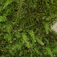 Plagiomnium undulatum (Mnie ondulée)