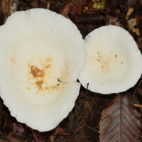clitocybe_phyllophila2md