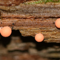 lycogala_epidendrum1md