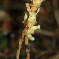 monotropa_hypopitys9md