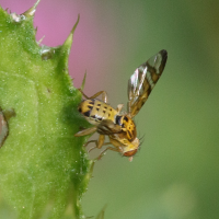 chaetostomella_cylindrica2md (Chaetostomella cylindrica)