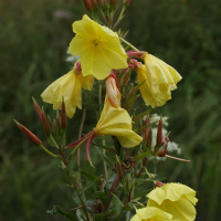 oenothera_glazioviana4md