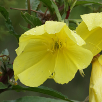 oenothera_glazioviana5md