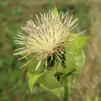 cirsium_oleraceum9md (Cirsium oleraceum)