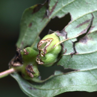 craneiobia_corni_galle2md (Craneiobia corni)