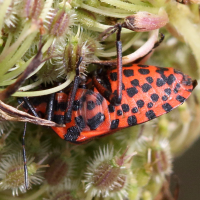 graphosoma_italicum5md