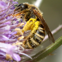 halictus_scabiosae6md