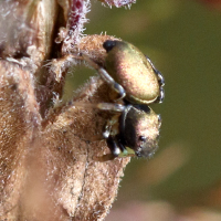 Heliophanus auratus (araignée sauteuse)